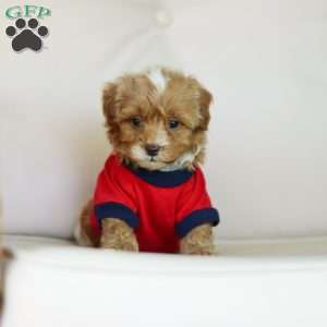 Brady, Cavapoo Puppy